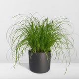 Cyperus Alternifolius - Herbe à Chat - Ø12cm - ↕20cm