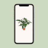 Plante Schefflera actinophylla vert émeraude Ø19 cm 75 cm
