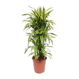 Dracaena Lemon Lime - Ø27cm - ↕110cm
