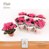 Begonia Adonia P14 Dolc'amore® Flair - Ø14cm - ↕31cm
