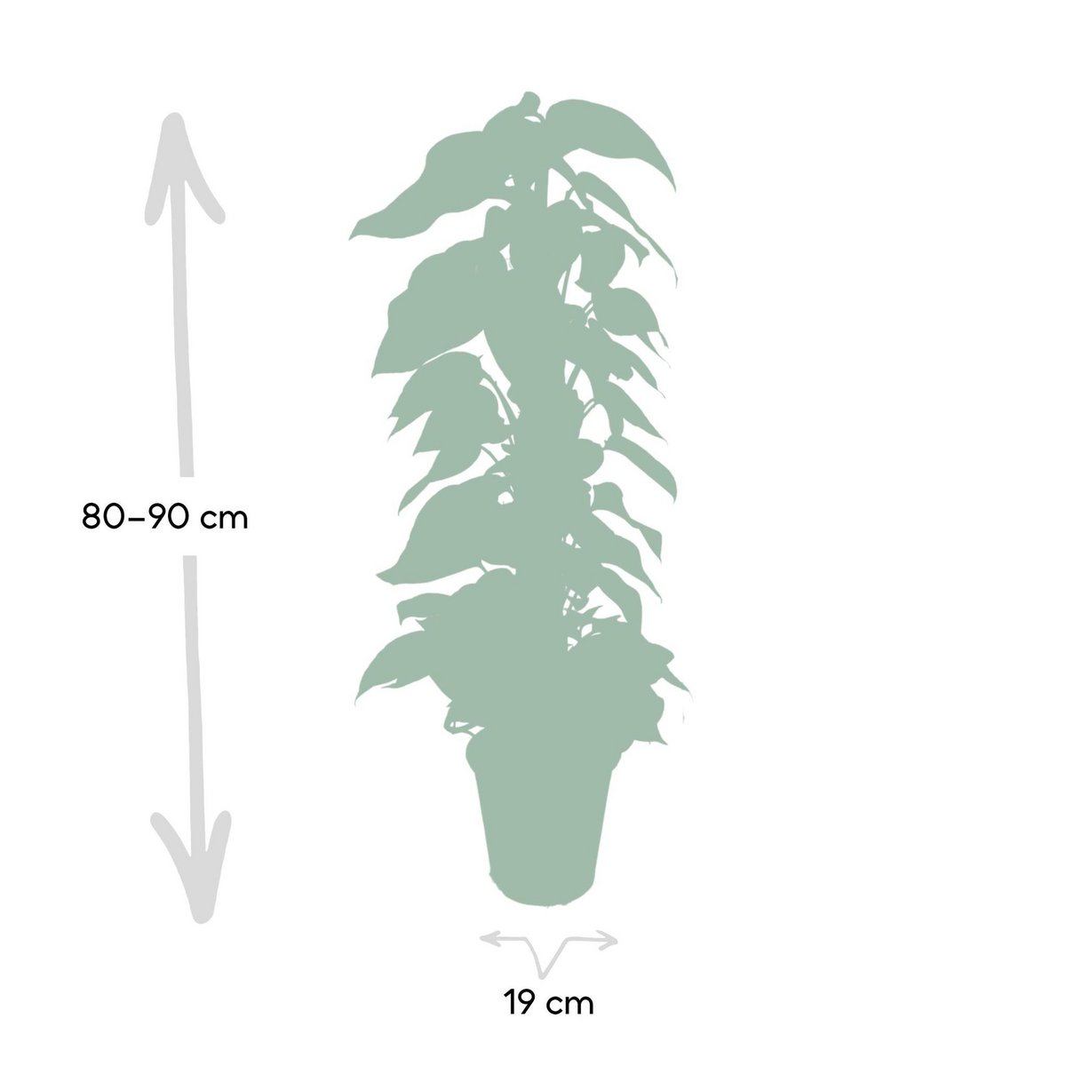 Ambiance intérieure avec Epipremnum Aureum sur un meuble