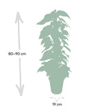 Ambiance intérieure avec Epipremnum Aureum sur un meuble