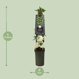STANSIFLORA 'Snow Queen' PBR +3.0 Étiquette - Ø17cm - ↕75cm