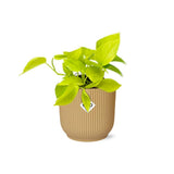 Epipremnum pinnatum jaune 14 cm