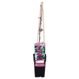 Akebia Quinata - Ø15cm - ↕65cm