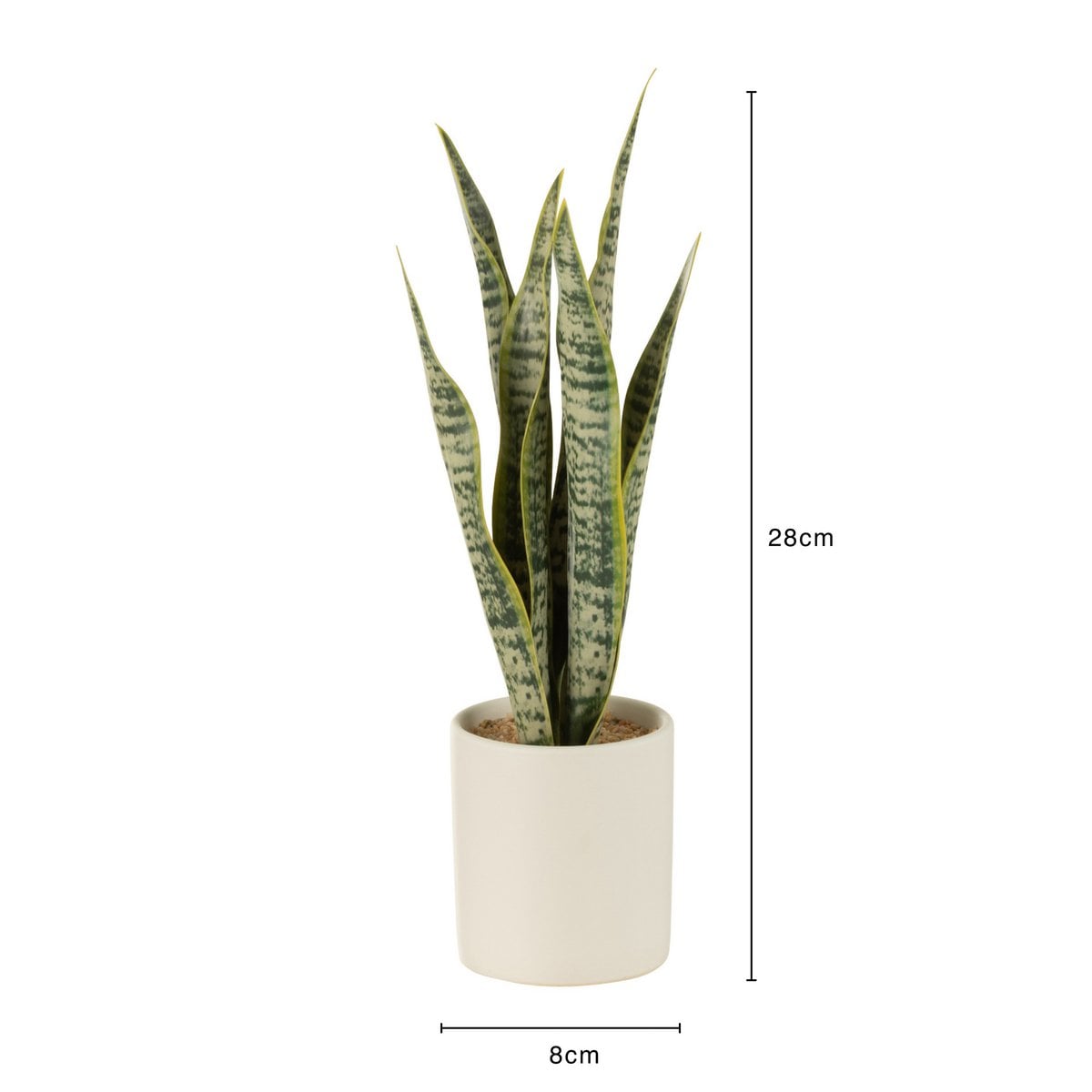 Plante Sansevieria J-Line en pot vert sur fond blanc, vue de face