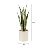 Plante Sansevieria J-Line en pot vert sur fond blanc, vue de face