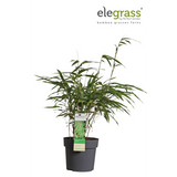 Fargesia Rufa - Bambou non proliférant - Ø29cm - ↕80cm - Ø14 - ↨40cm