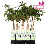 Wisteria Floribunda Alba - Raine blanche - Ø15cm - ↕65cm