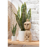Détail du feuillage vert de la plante Sansevieria J-Line