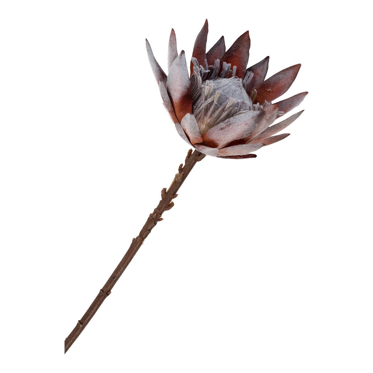 Bouquet King Protea présenté sur une table en bois