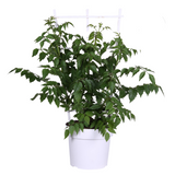 Campsis Summer Jazz Fire Trumpette - Ø19cm - ↕70cm - Ø19 - ↨70cm