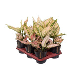 Aglaonema Rosy - Ø12cm - ↕35cm