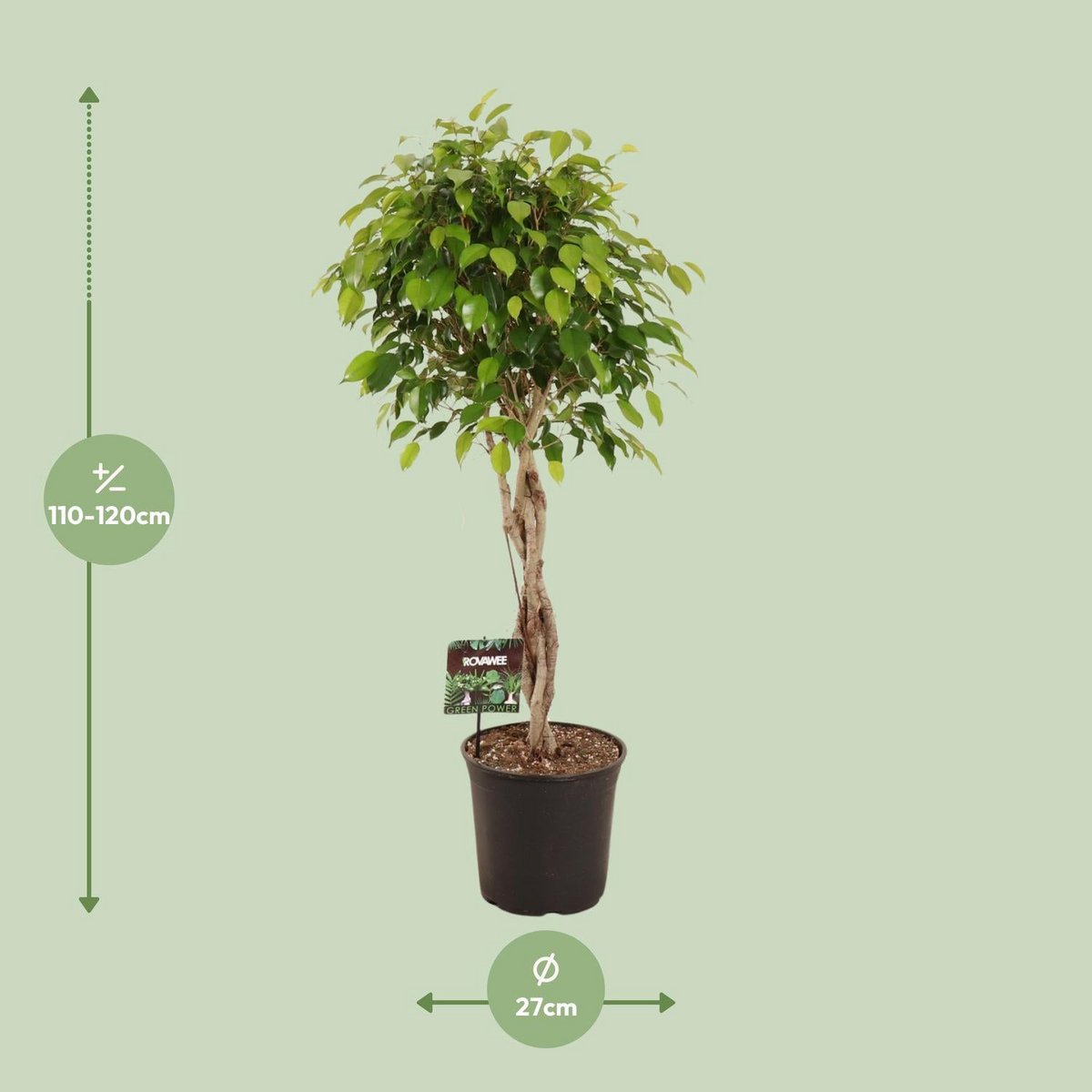 Ficus benjamina exotica - Ø27cm - ↕120cm