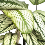 Calathea Whitestar - Plante Paon - 50cm - Ø19
