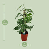 Philodendron minima pyramide - Ø19 ↕75