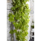 Plante Parthenossus tricuspidata 'Fenway Park' jaune-vert - Ø15 cm - 65 cm