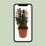 Euphorbia trigona crubra - Ø12cm - ↕40cm