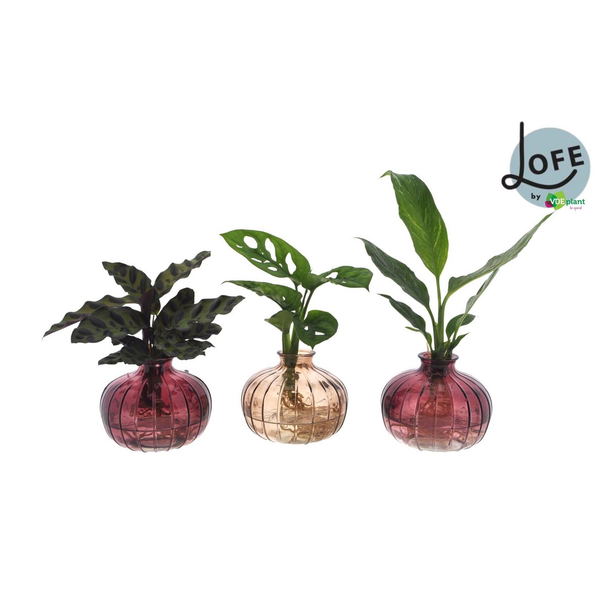 INTTENZ NELA 3 COLLES - Trio de plantes colorées dans un pot en verre élégant