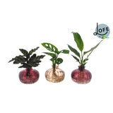 INTTENZ NELA 3 COLLES - Trio de plantes colorées dans un pot en verre élégant