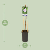 Plante grimpante Clematis Multi rose Ø17 cm H75 cm