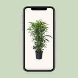 Dracaena Fragrans Lemon Lime Branchée - Ø27cm - ↕120cm