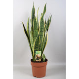 Sansevieria Lawrence - Ø21cm - ↕80cm