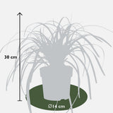 Plante Carex Ribbon Falls 23 cm