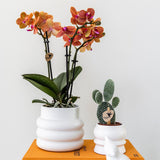 Orchidée Phalaenopsis orange en pot céramique blanc