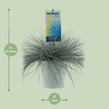 Plante Festuca glauca bleue Ø23 cm