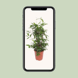 Dracaena Surculosa - Ø27cm - ↕110cm
