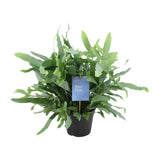 Fouglement bleu phlebodium - Ø14cm - ↕40cm