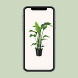 Strelitzia en pot Ø19 cm hauteur 90 cm