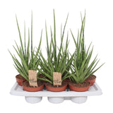 Sansevieria gracilis gris - Ø14 cm - 55 cm