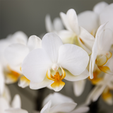 Orchidées blanches sur fond neutre, ambiance raffinée