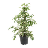 Ficus Benjamina Twilight - Ø17cm - ↕70cm