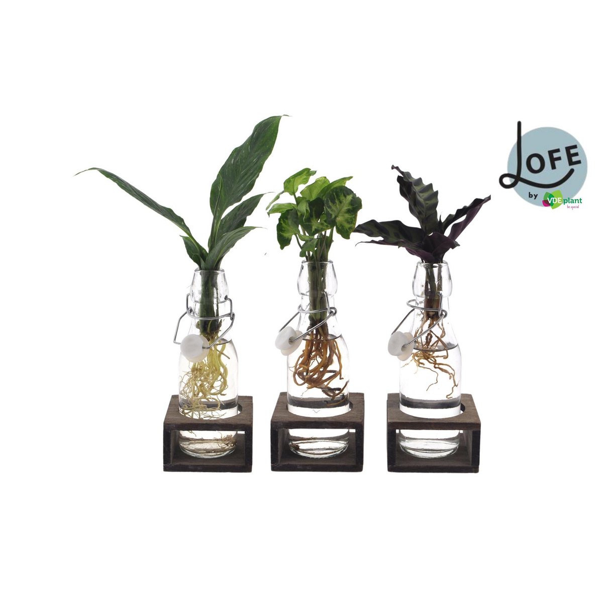 Inttenz Mélanger dans Ann Glass - Plante d'intérieur élégante dans un pot en verre.