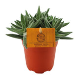 Crassula telli - Ø11cm - ↕15cm