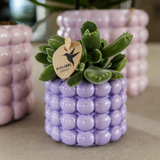 Lot de 4 plantes colorées en pot décoratif violet blanc pêche rose