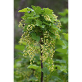Ribes Nigrum 'Ben Nevis' - Berry noir - Ø13cm - ↕45cm