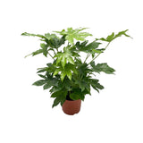 Fatsia japonica Ø21 cm - ↕85 cm