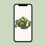 Pilea Peperomioides - Ø12cm - ↕20cm
