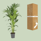 Plante Howea Kentia palmier en pot 21 cm vert