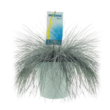 Plante Festuca glauca bleu intense