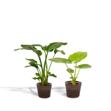 Lot de 2 plantes Strelitzia et Alocasia