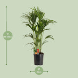 Howea Forstesteriana - Ø24cm - ↕120cm