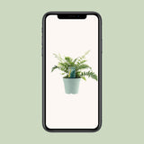 Dryopteris feata - Ø1117cm - ↕40cm