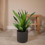 Dracaena Fragrans Vert - Dragonnier - Ø17cm - ↕40cm