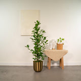 Ficus microcarpa monclame Ø21 cm 95 cm de haut
