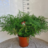 Asperges densiflorus cwebe - Ø27cm - ↕65cm